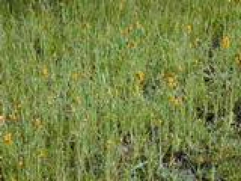 Fiddlenecks