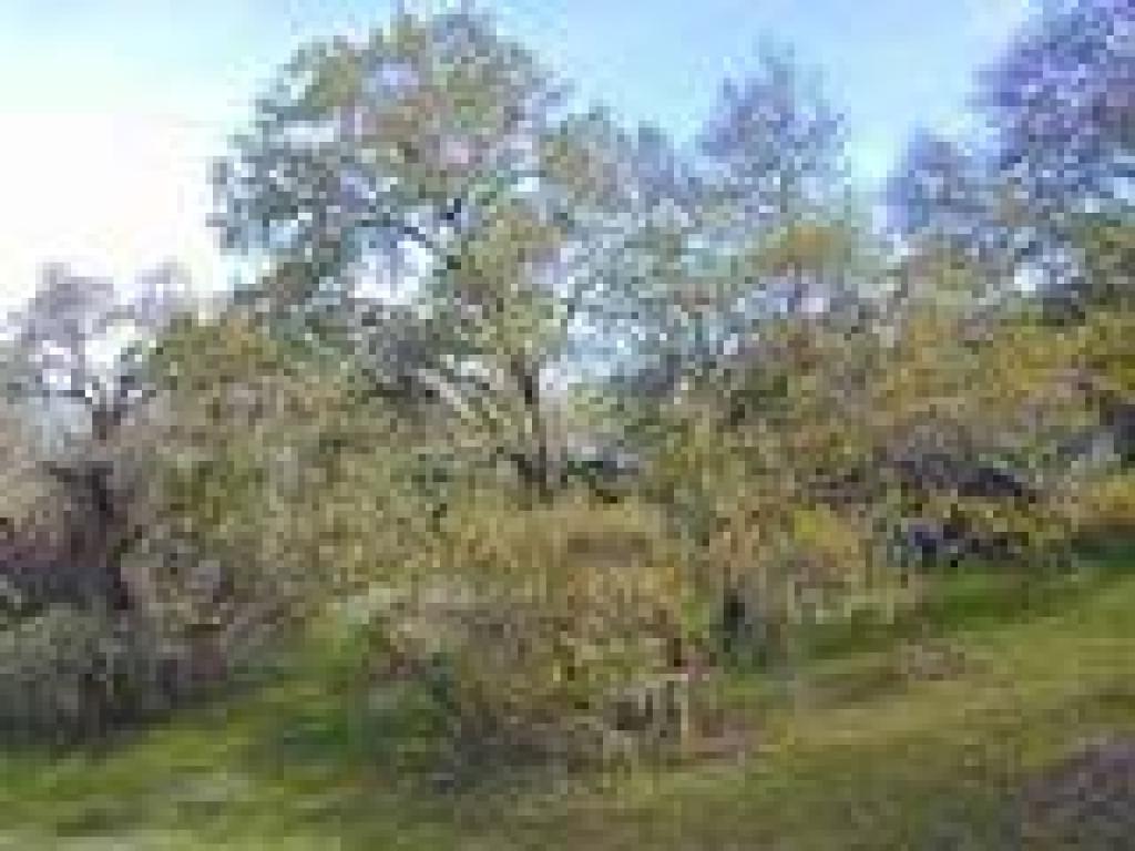 Black oak