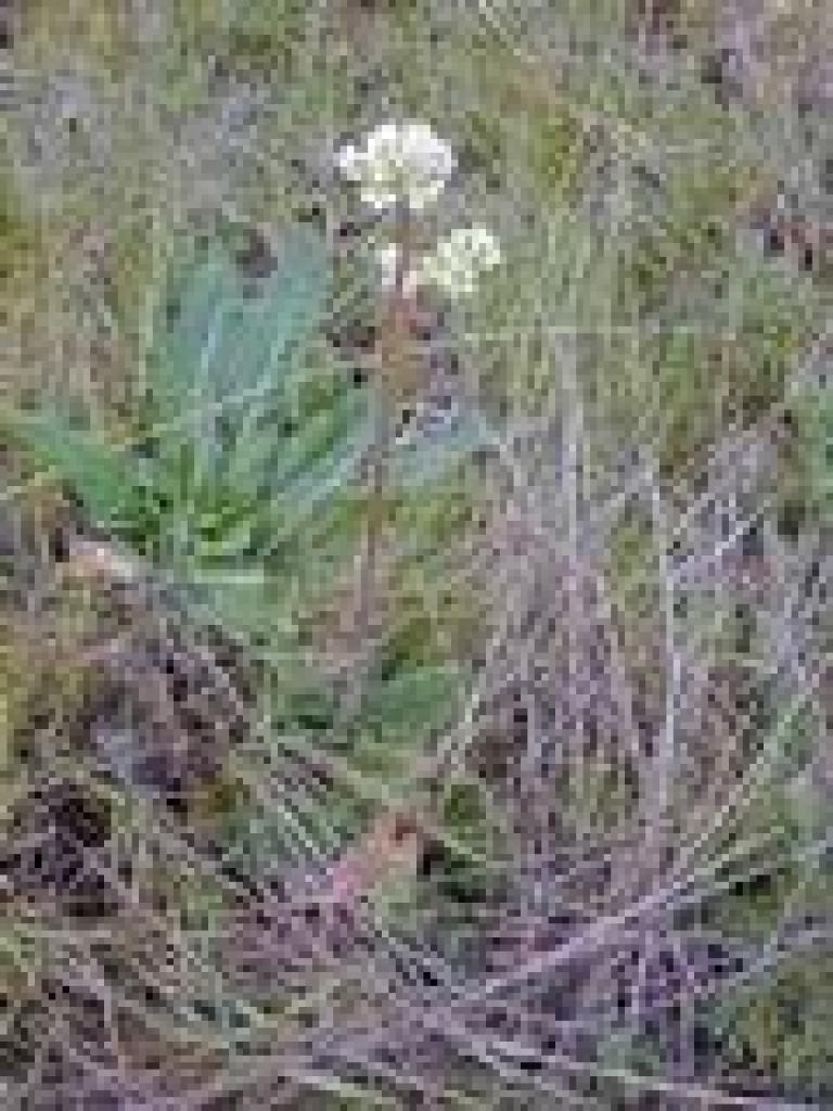 Saxifrage