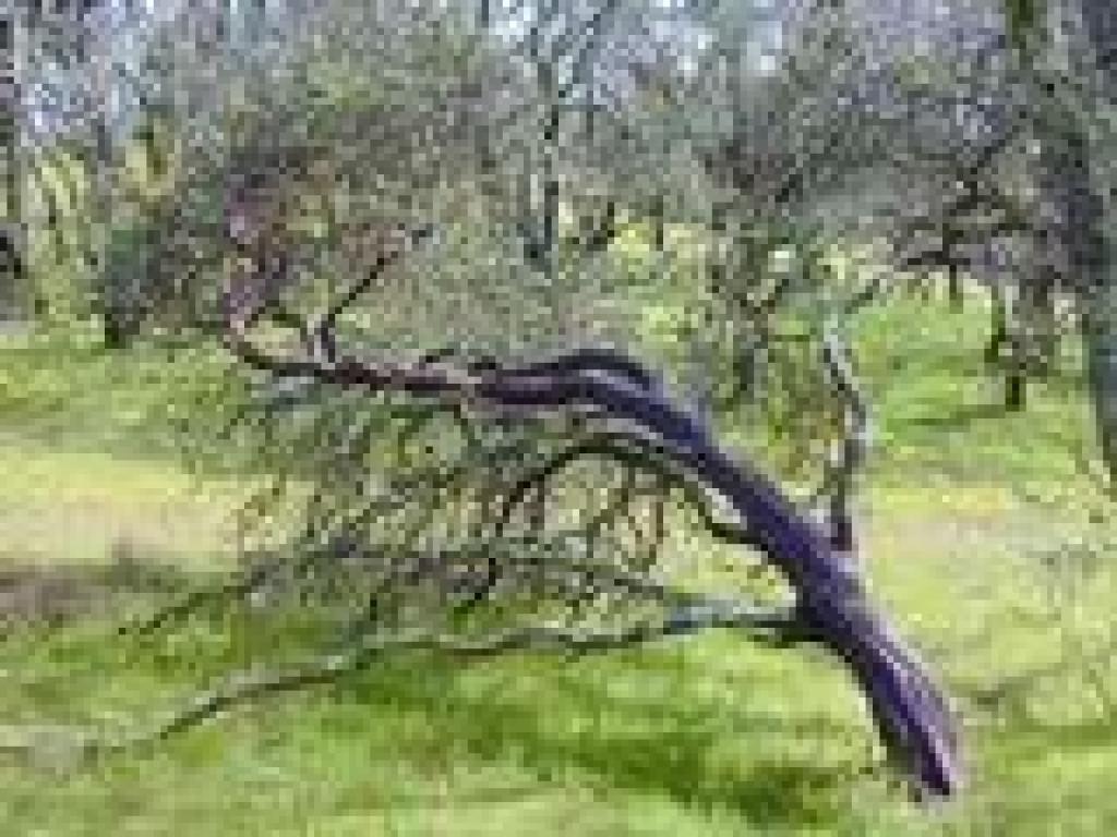 Manzanita