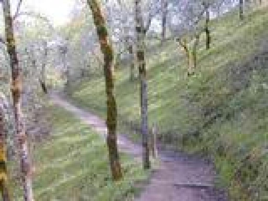 Winding through oaks