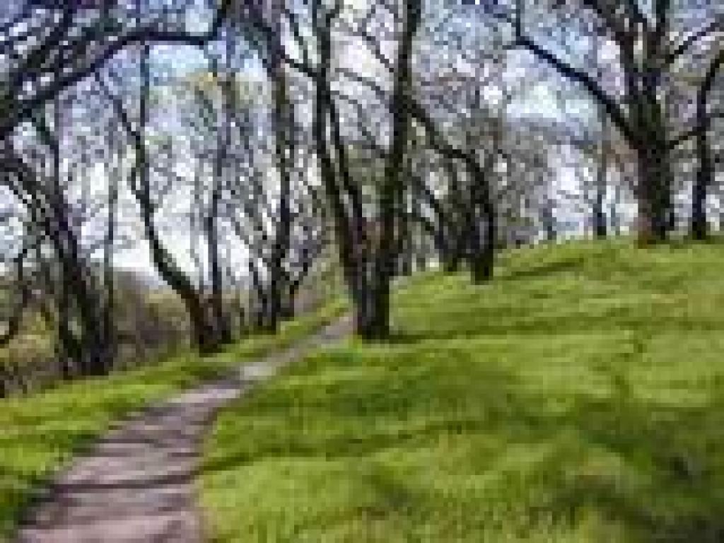 Oak woodland