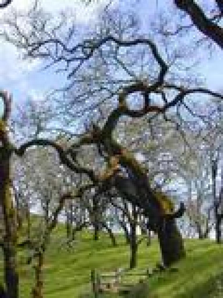 Blue oak