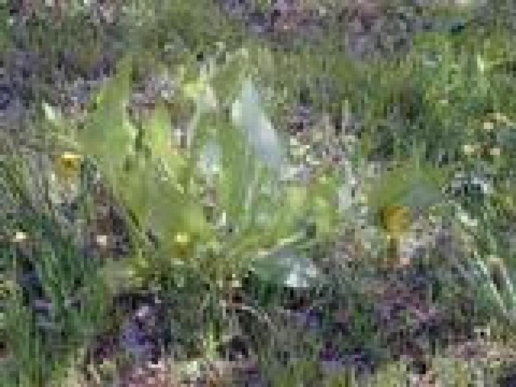 Mule ear sunflowers