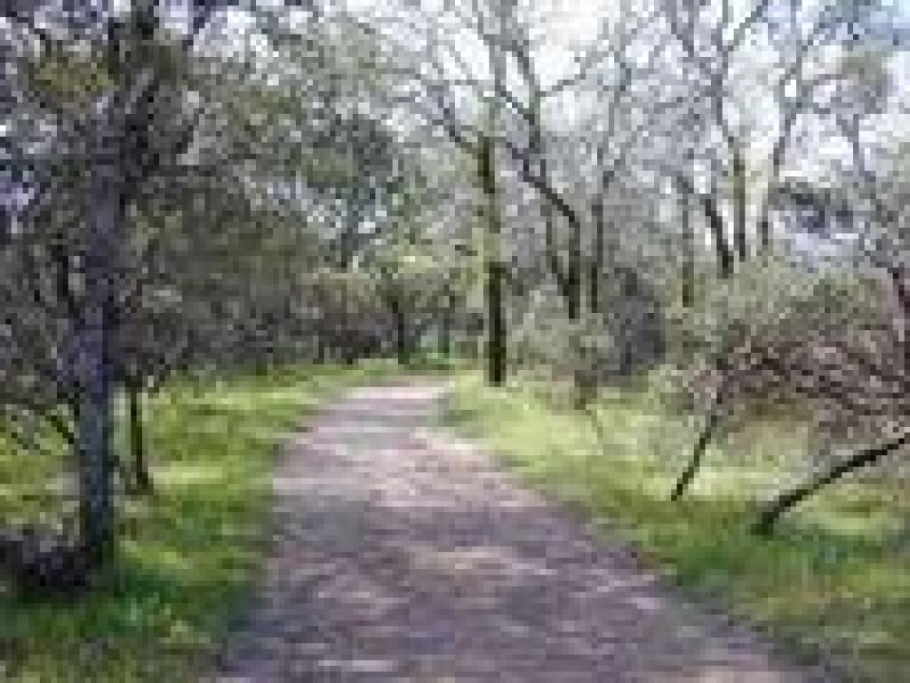 Oakwood Trail