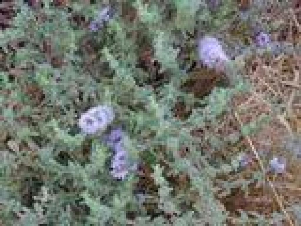 Pennyroyal