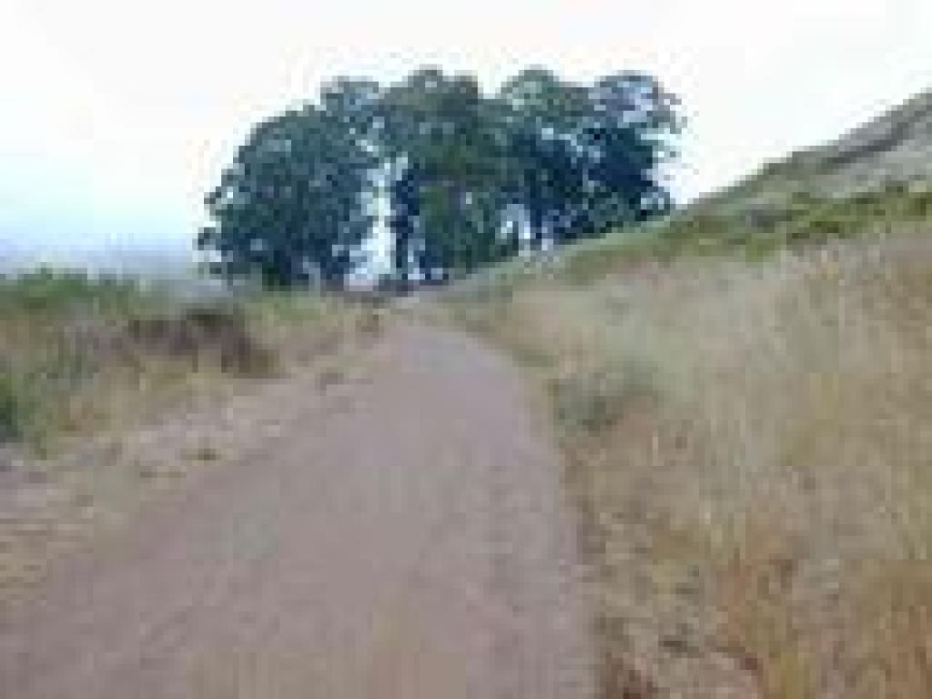 Heading to a cluster of eucalyptus