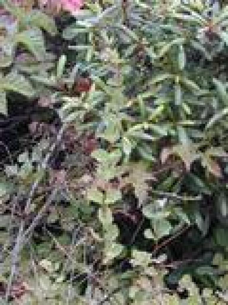 Snowberry