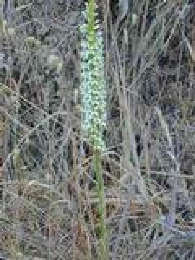 Summer orchid