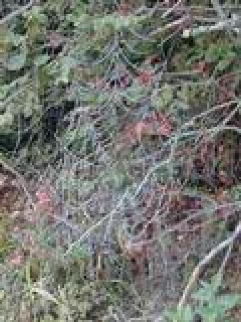 Spiderweb