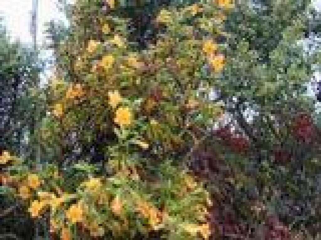 Monkeyflower