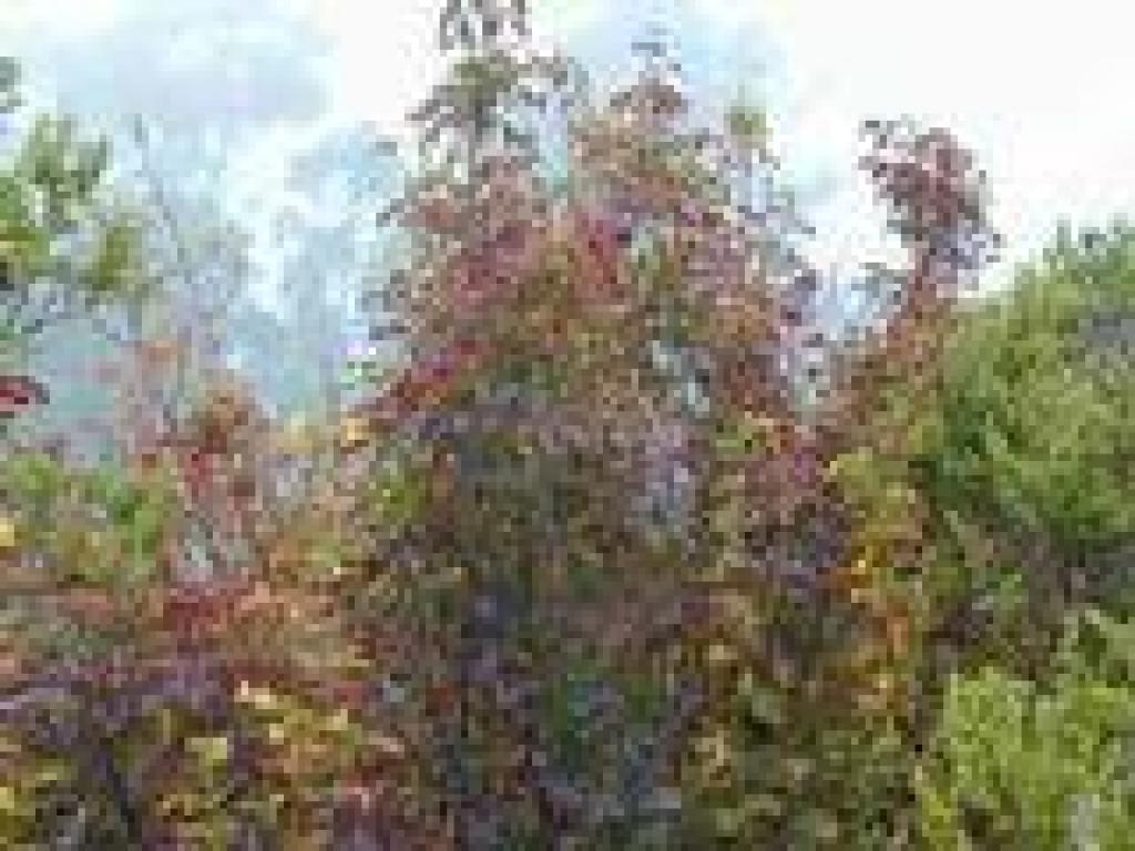 Poison oak