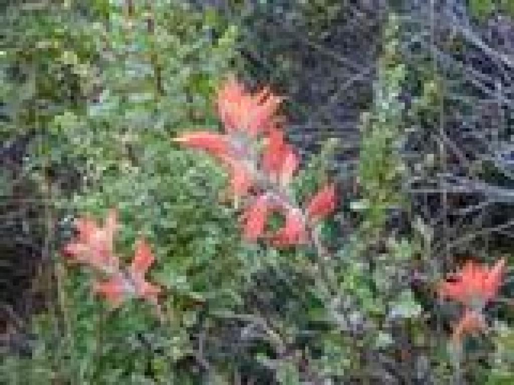 Paintbrush