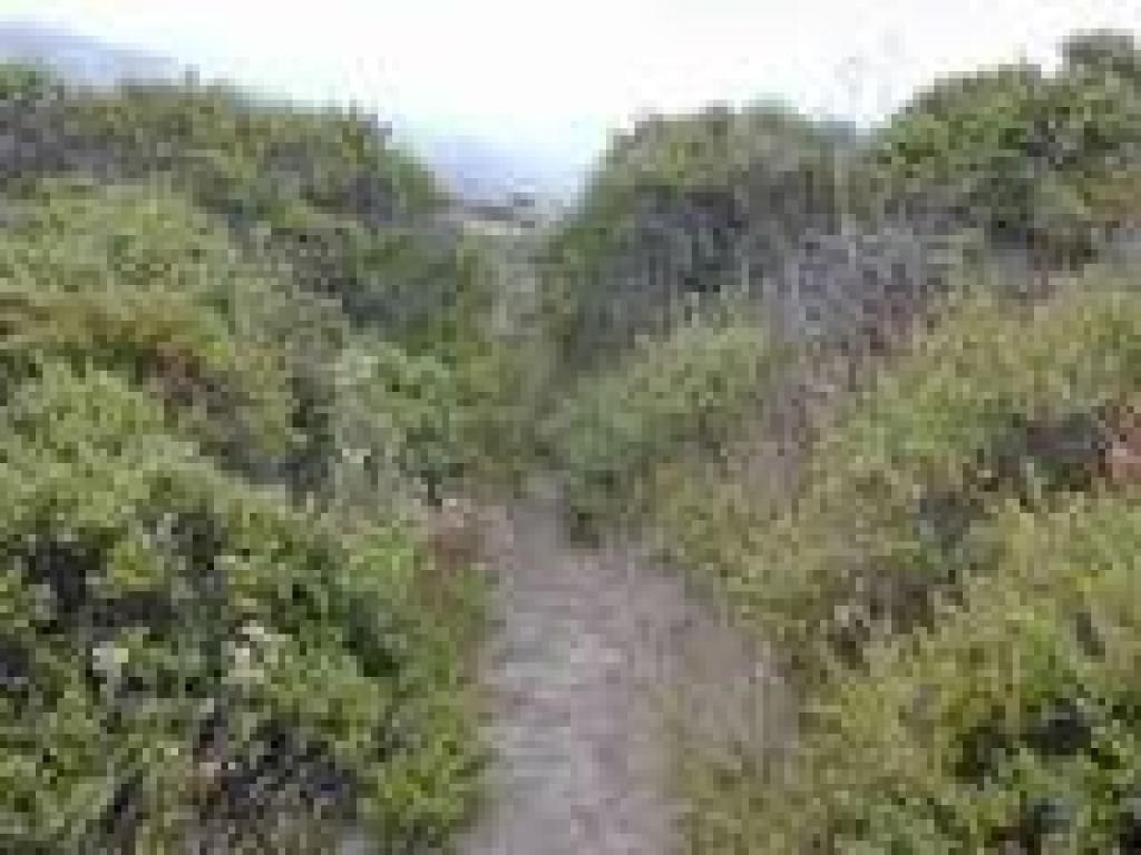 Overgrown stretch