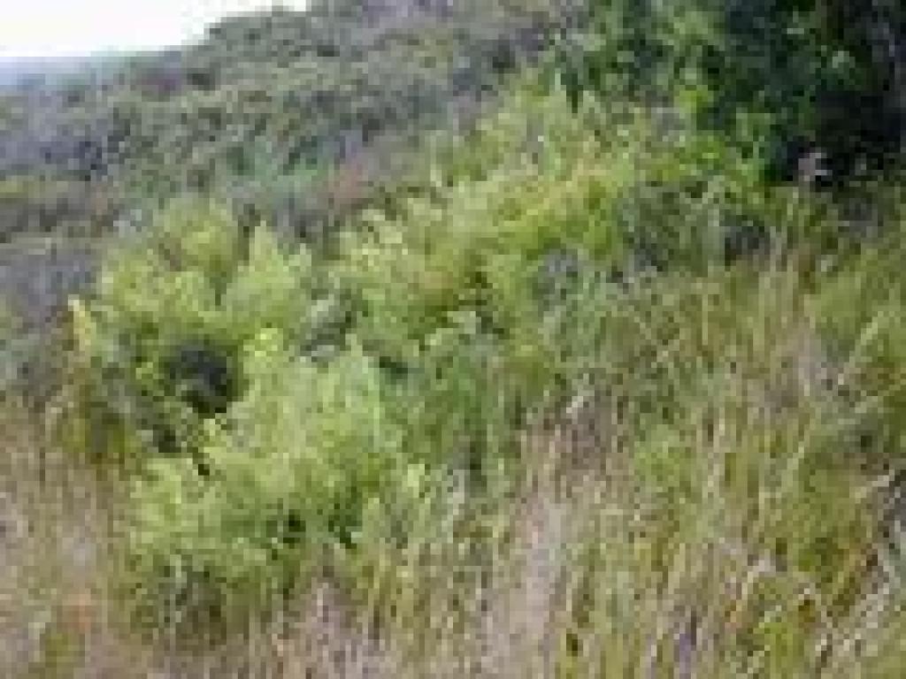 Giant chain fern
