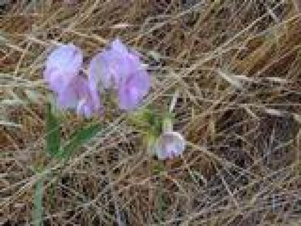 Sweet pea