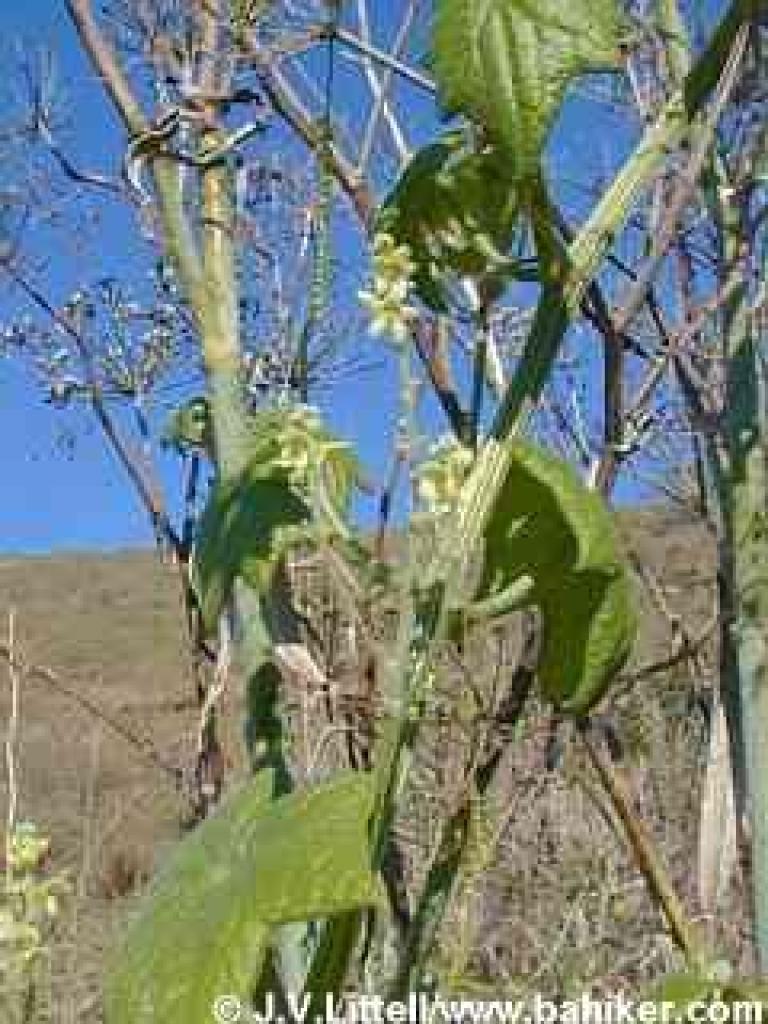 California manroot and fennel