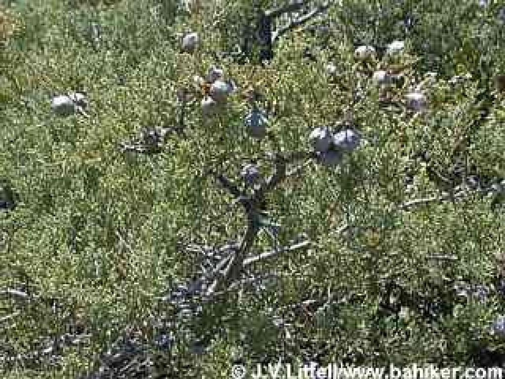 Sargent cypress photo