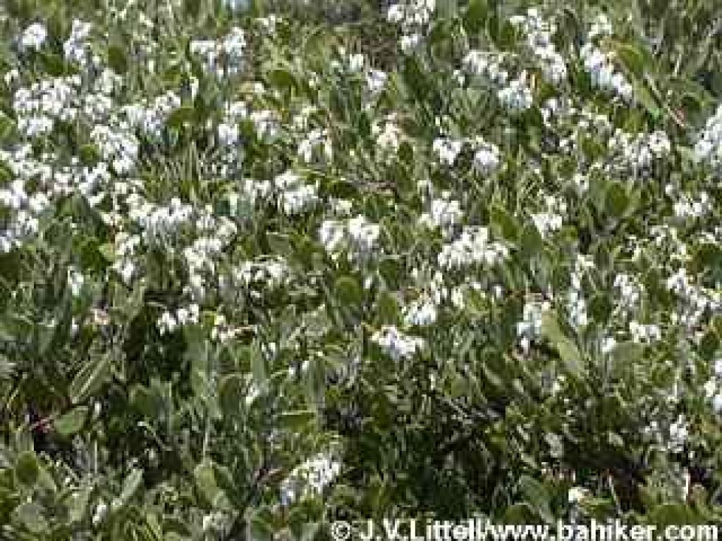 Manzanita bloom throughout winter and sometimes into spring
