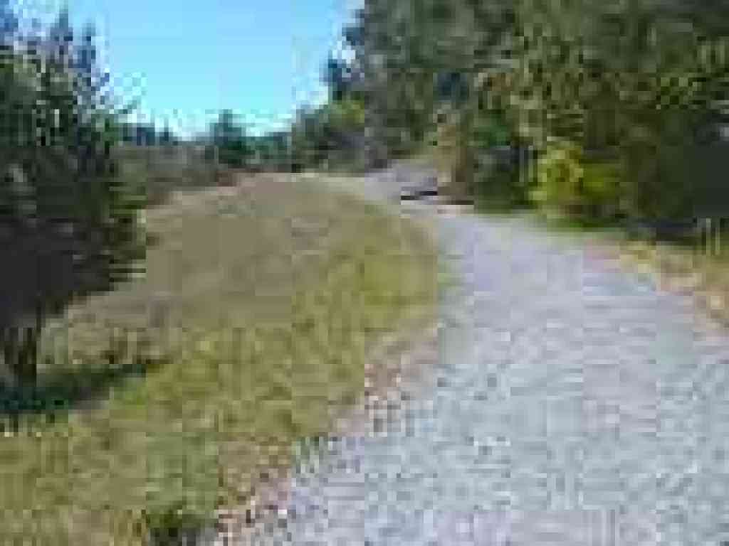 Conifer Fire Road
