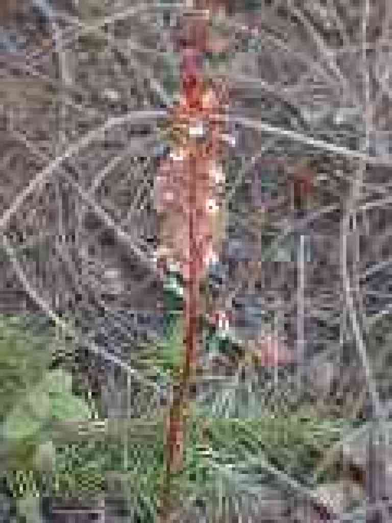 Spotted coralroot