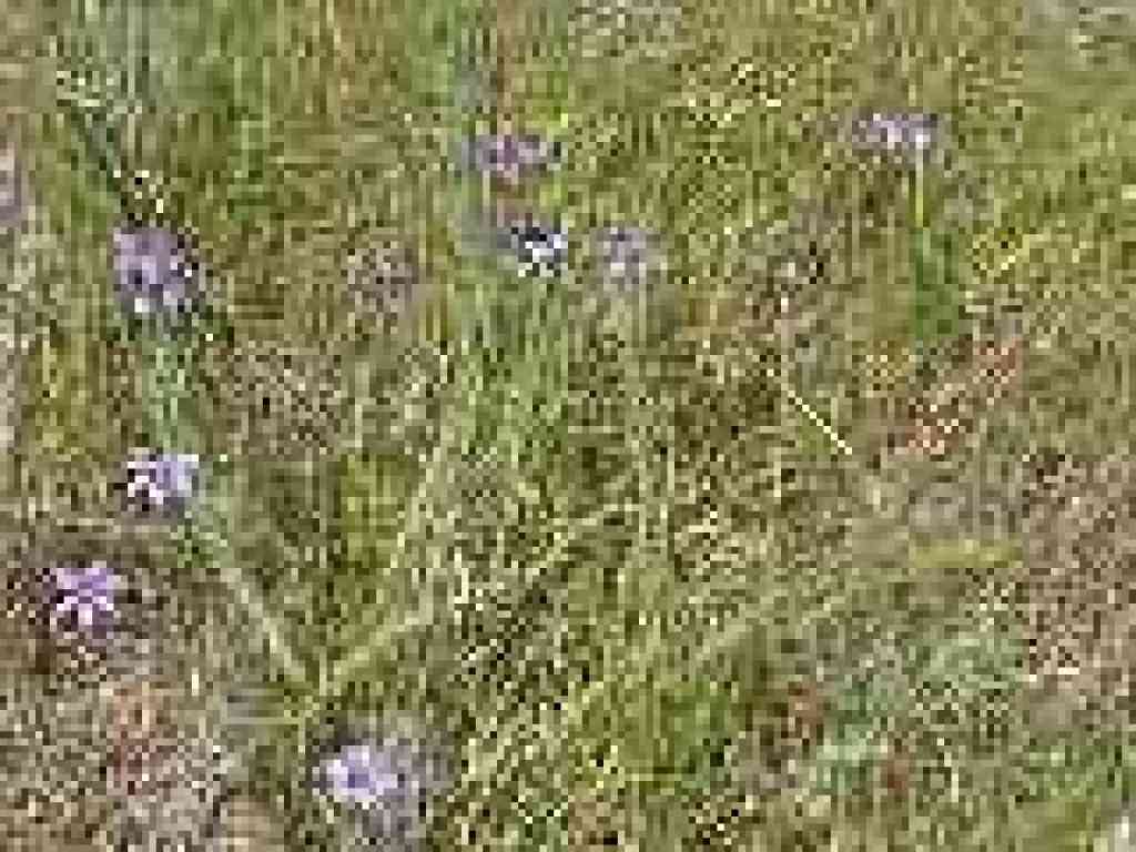 Blue-eyed grass