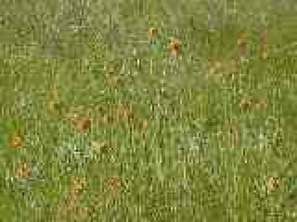 Fiddlenecks