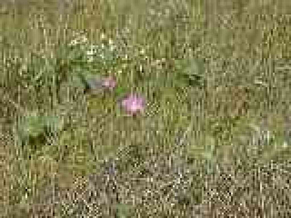 Checkerbloom and manroot