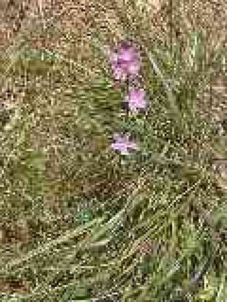 Checkerbloom