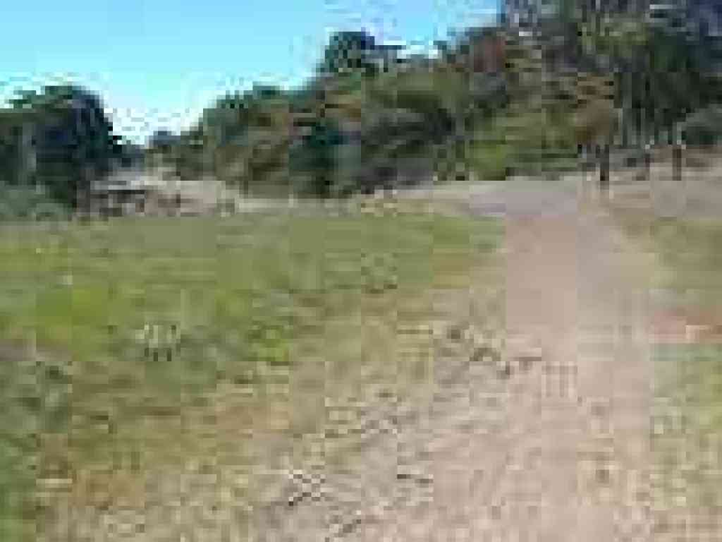 Leaving grassland