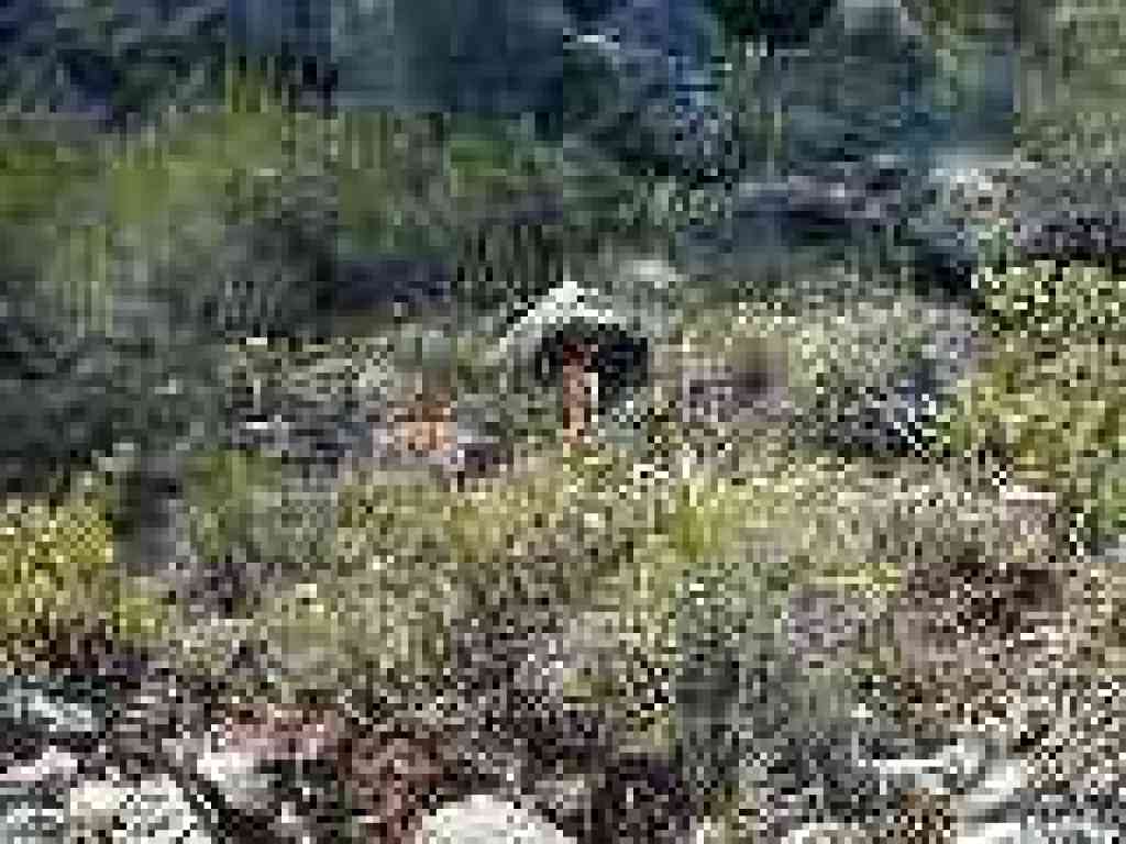 Paintbrush