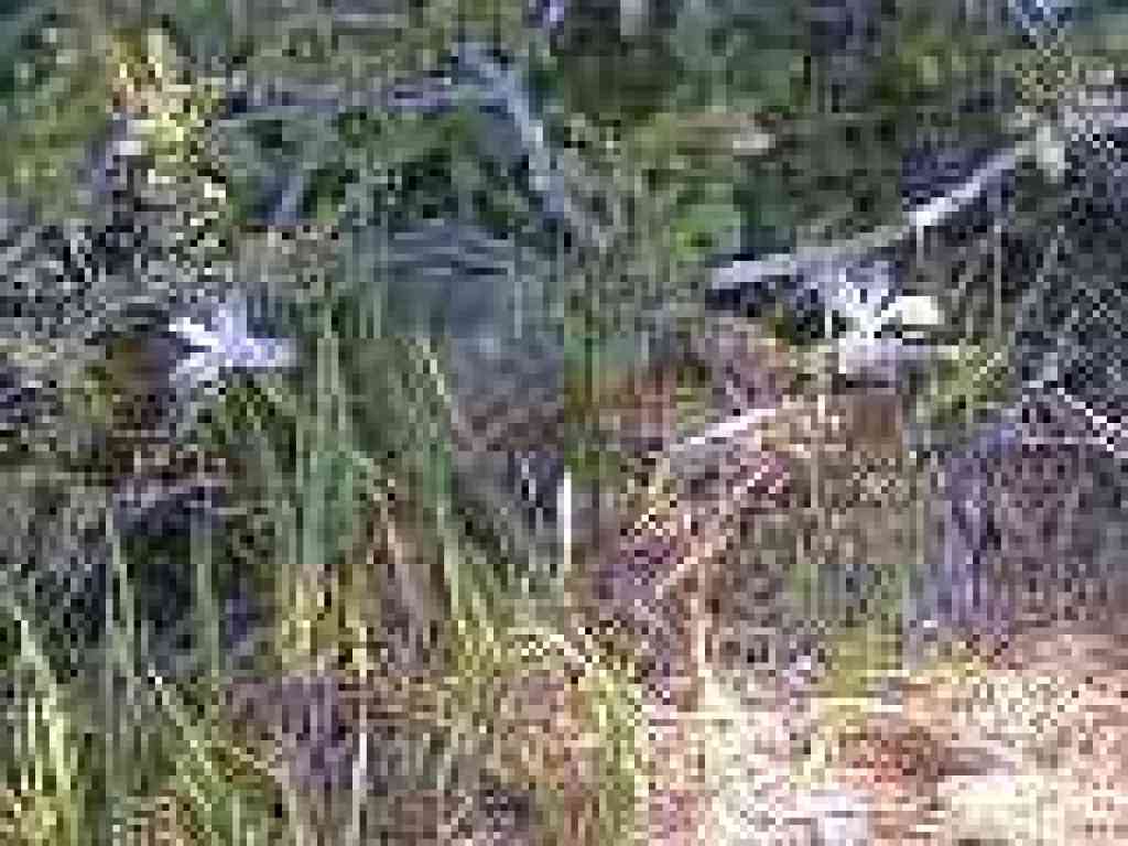 Irises