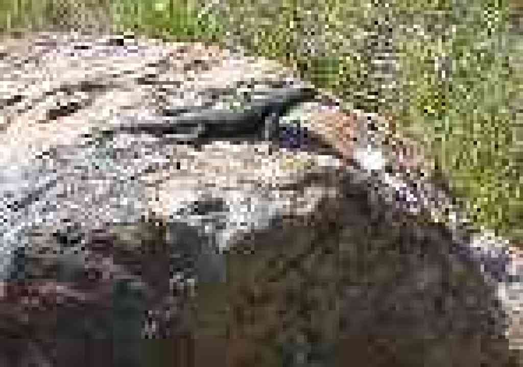Lizard