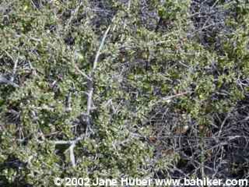 Wavyleaf ceanothus