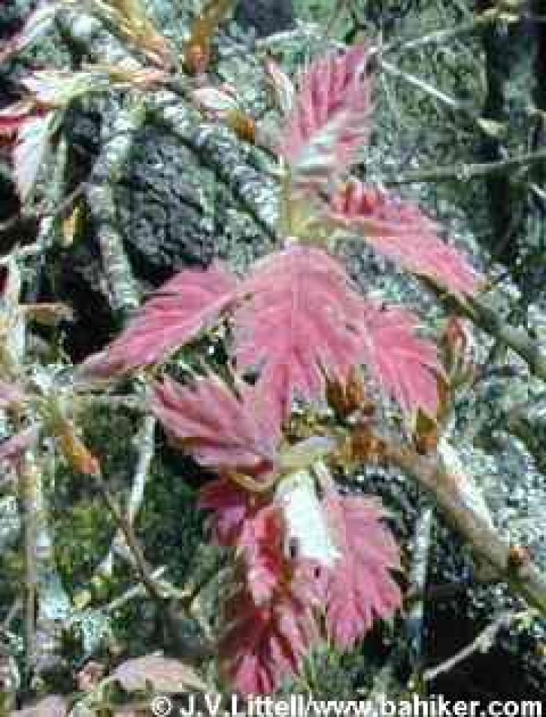 Black oak