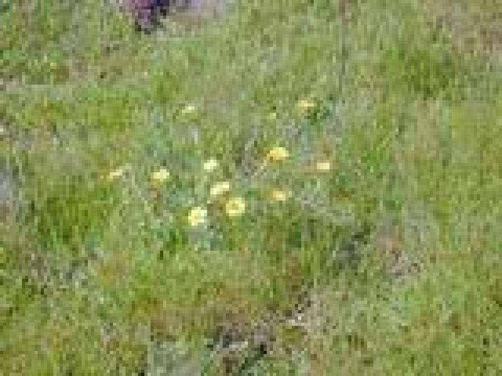 Buttercups
