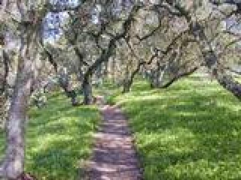 Pomo Trail