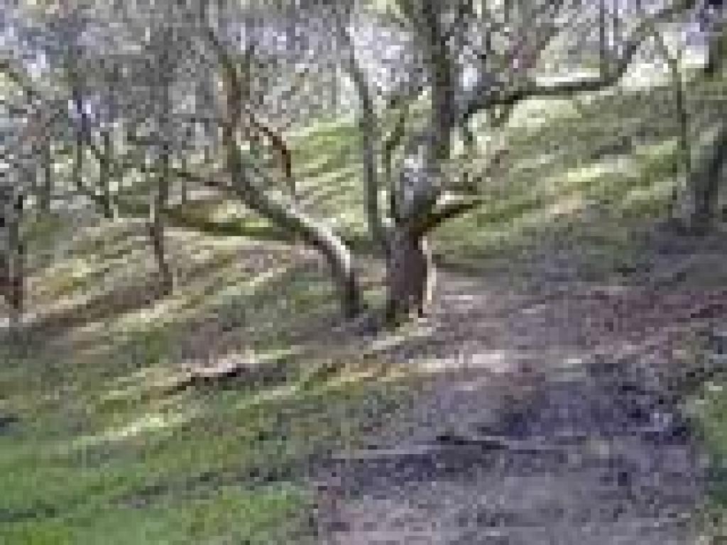 Pomo Trail