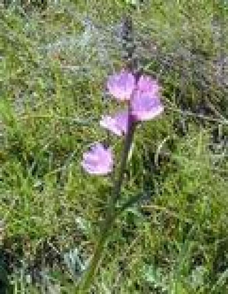 Checkerbloom