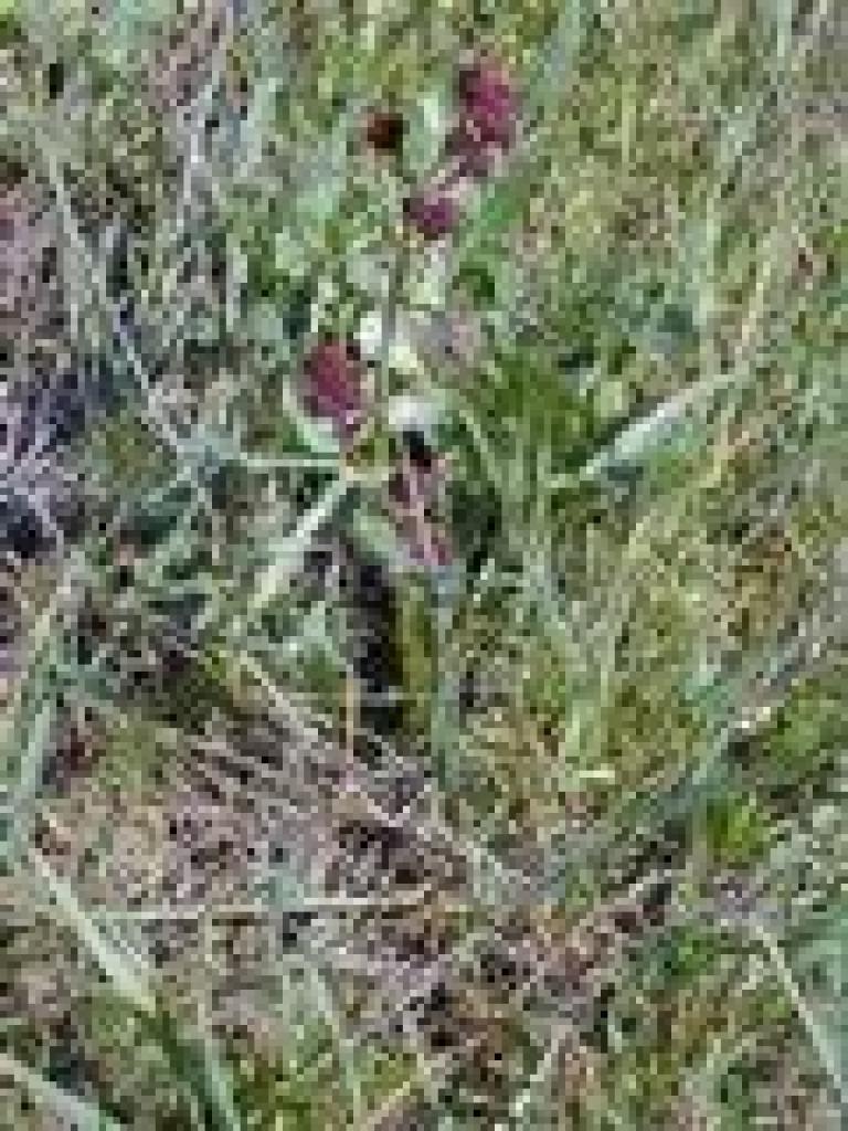 Sanicle