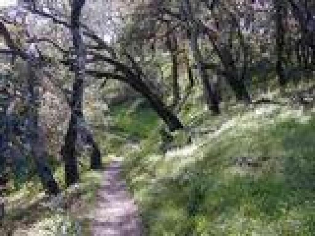 Woods