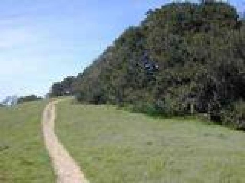 Grassland and coast live oak