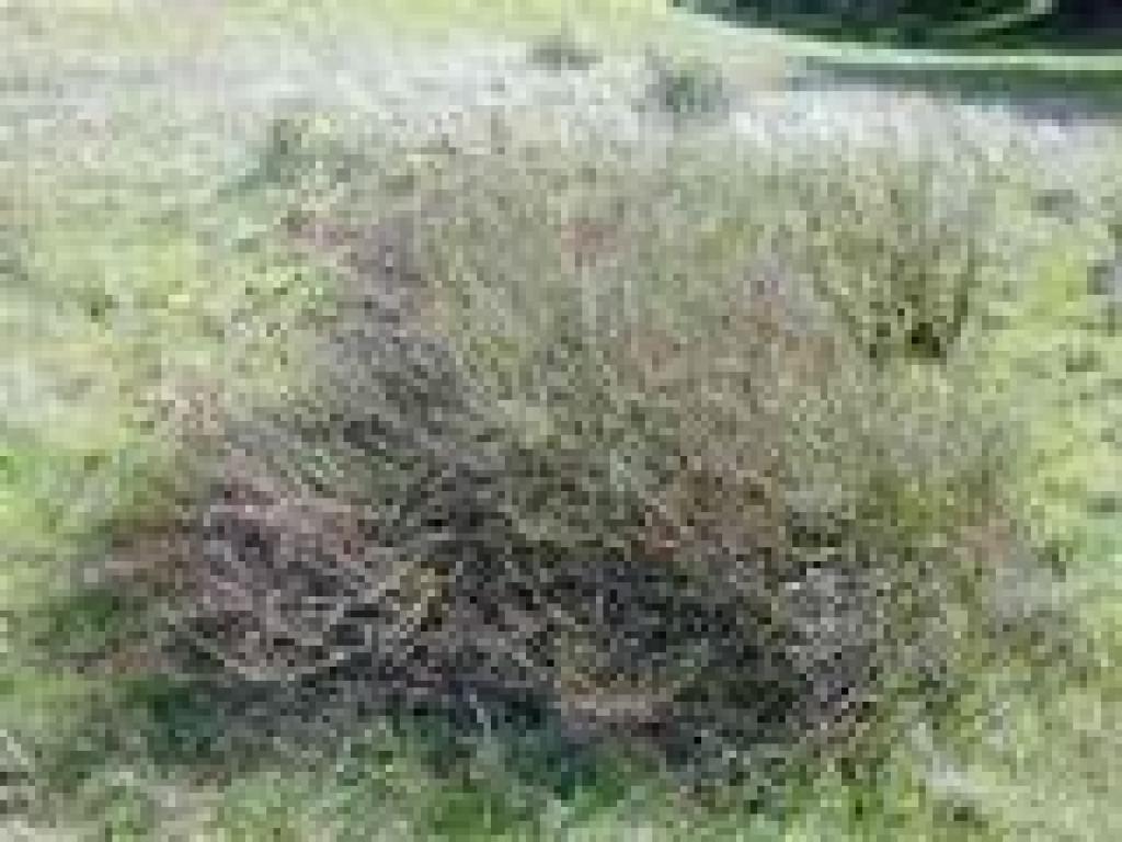 Buckwheat