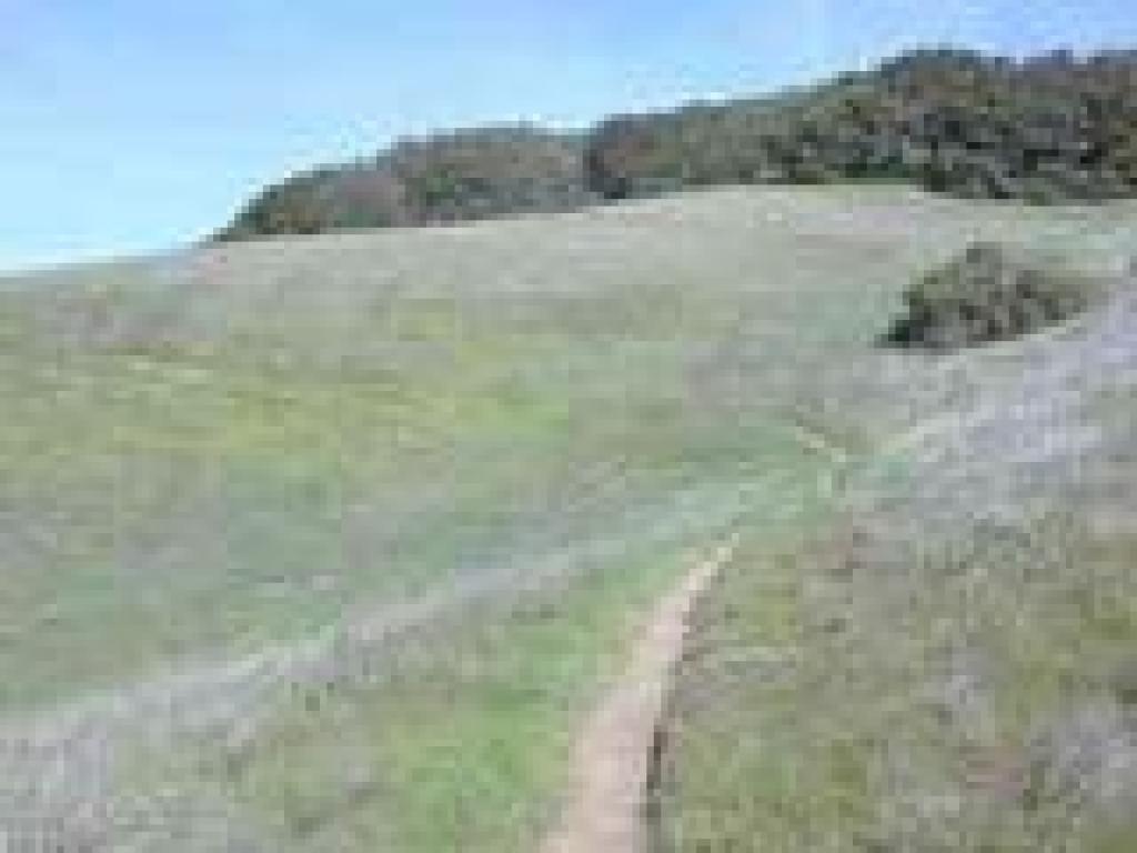 Savannah Trail