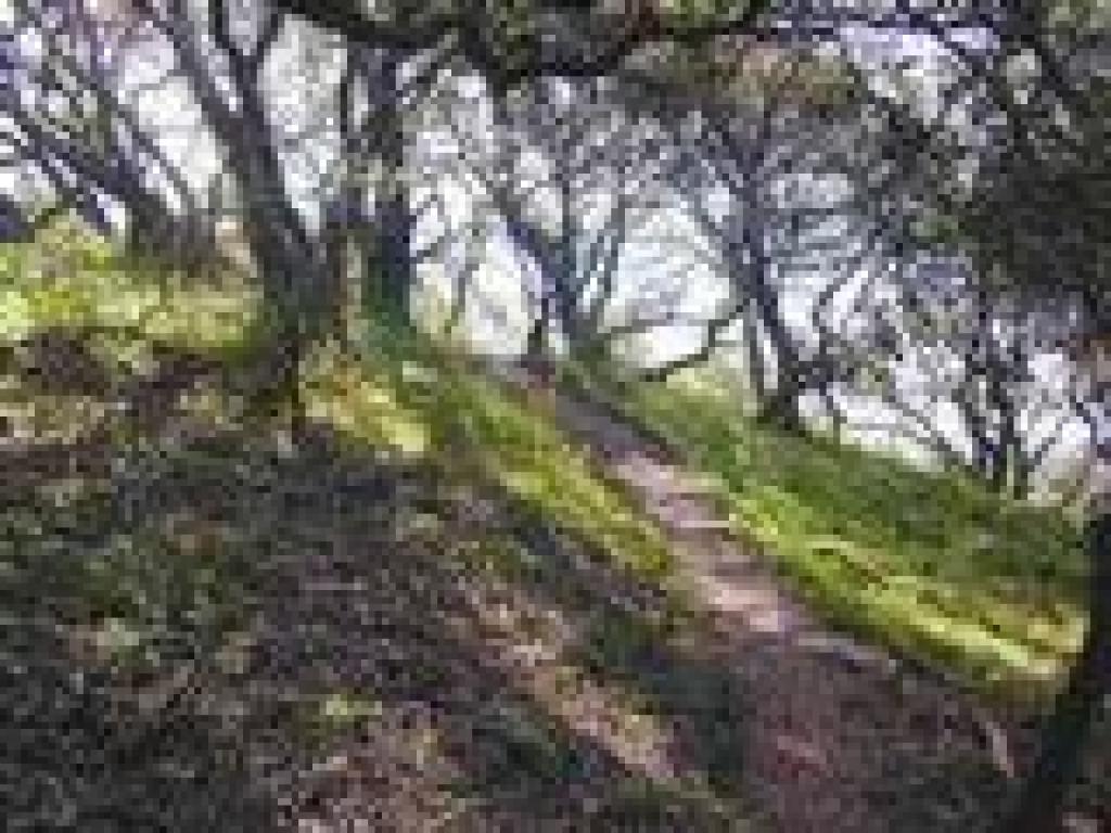 Coast live oak woods