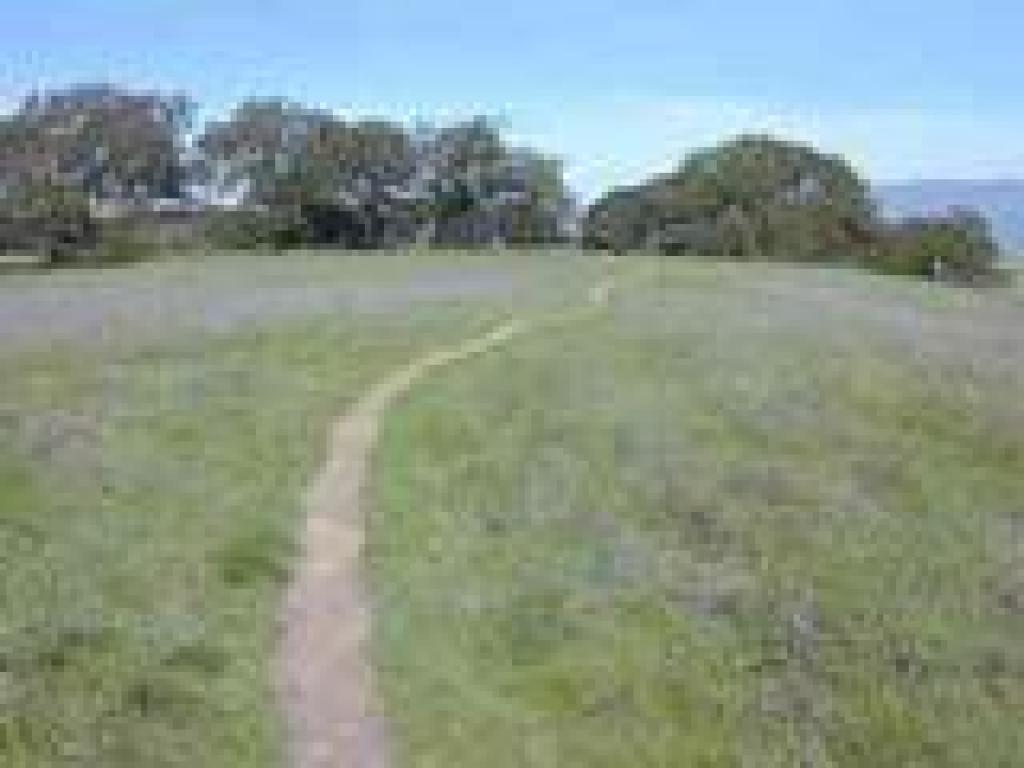 Grassland