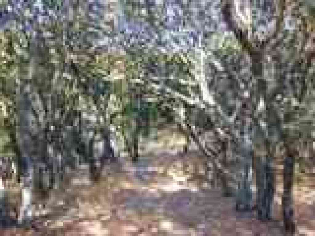 Woods