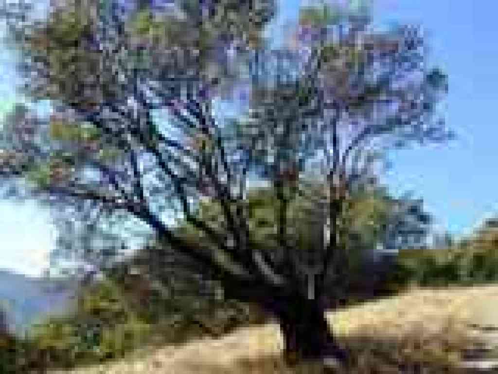a huge manzanita