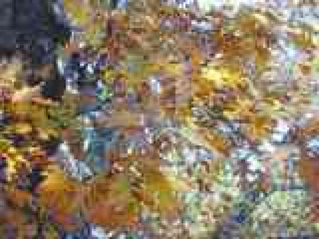 Black oak leaves