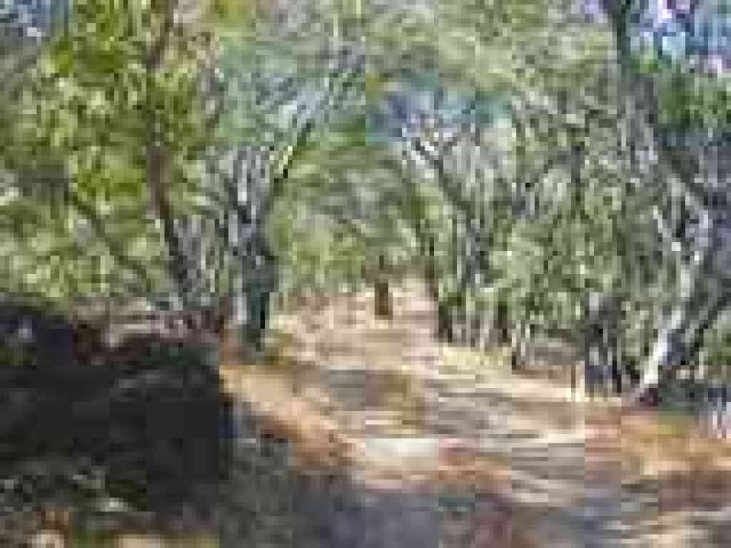 Woods